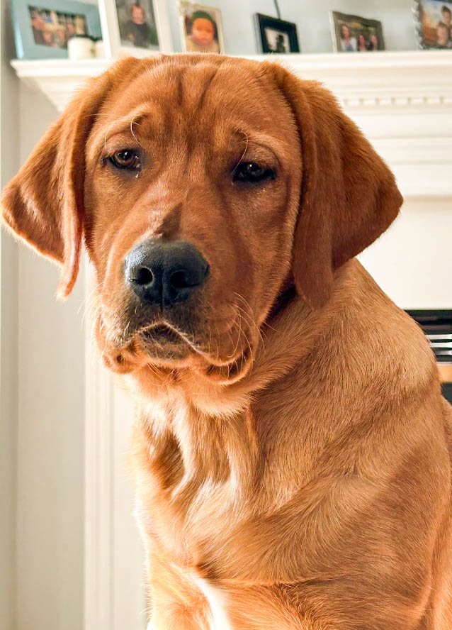 URI’s newest therapy dog in training, Betty. PHOTO CREDIT: Lindsey Anderson