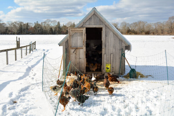 Peckham Farm is taking safety measures to protect animals and students from the Bird Flu. PHOTO CREDIT: Maia Hembruff | Managing Editor