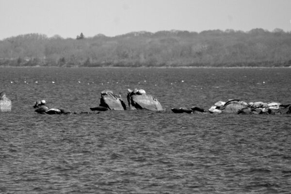 Seals perch on rocks at Rome Point in North Kingstown. PHOTO CREDIT: Aidan Cahill | Contributing Photographer