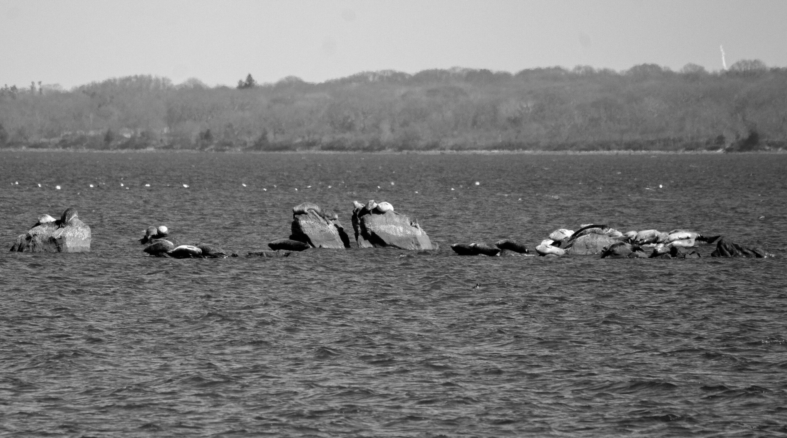 Seals perch on rocks at Rome Point in North Kingstown. PHOTO CREDIT: Aidan Cahill | Contributing Photographer