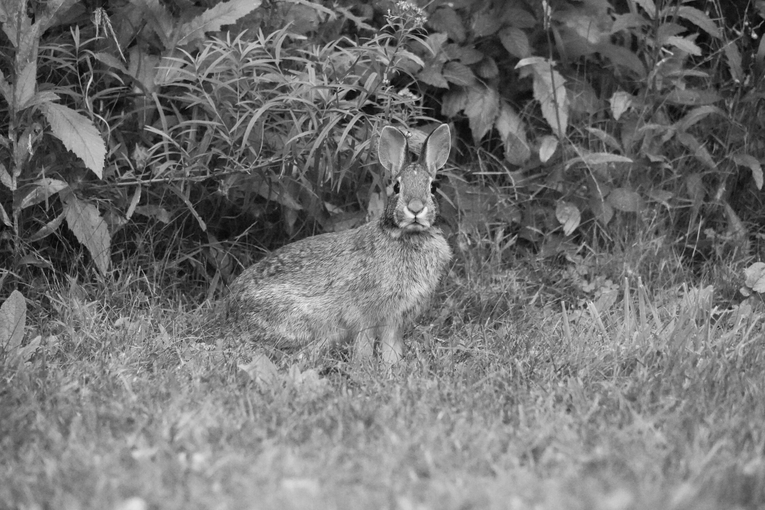 A cottontail on the URI campus. PHOTO CREDIT: Paige Hojdar | Contributing Photographer