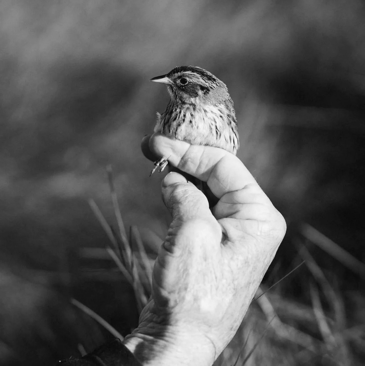 Professor Jason Jaacks highlights the Saltmarsh Sparrow in his new documentary “Between Moon Tides.” PHOTO CREDIT: Jason Jaacks