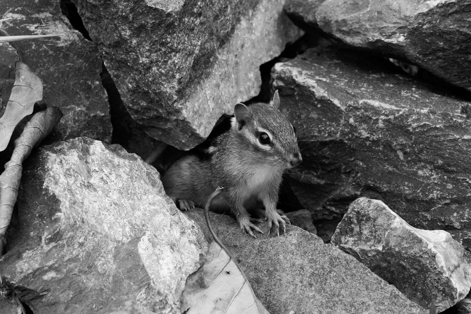 An eastern chipmunk on URI’s campus. PHOTO CREDIT: Paige Hojdar | Contributing Photographer